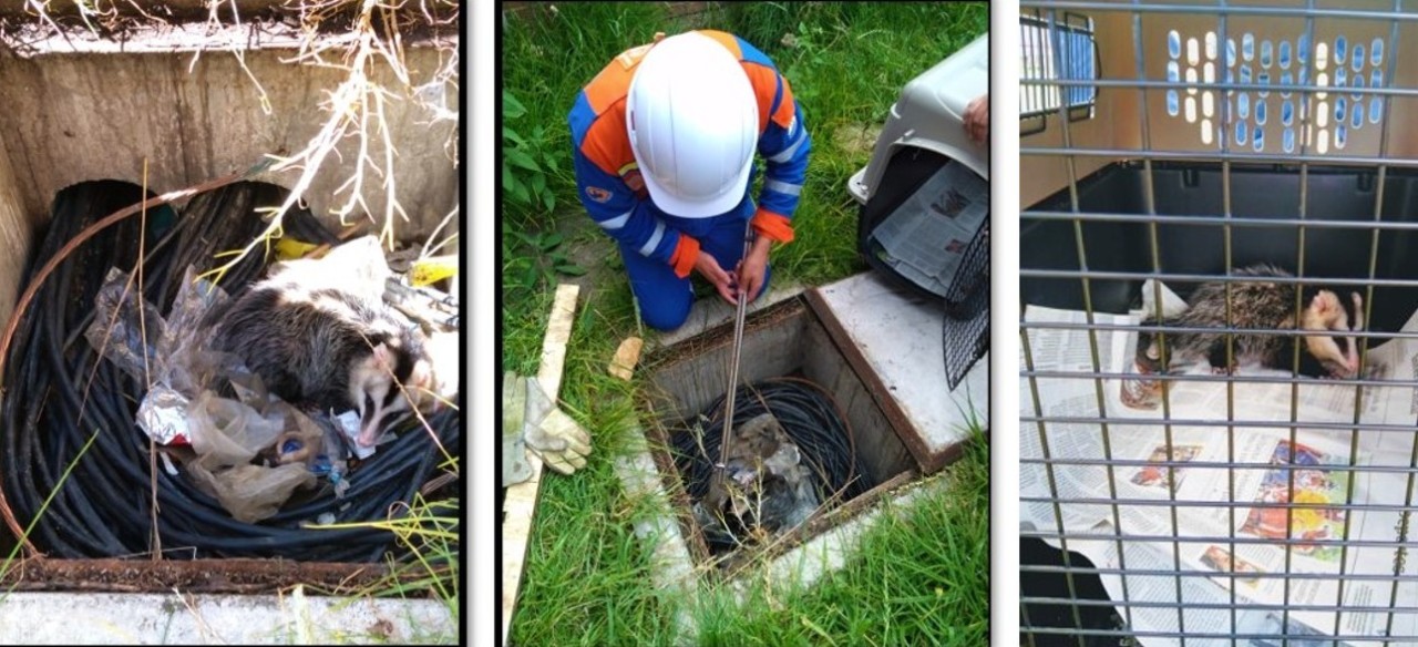 Rescate de animales Bogotá por Enel Colombia.