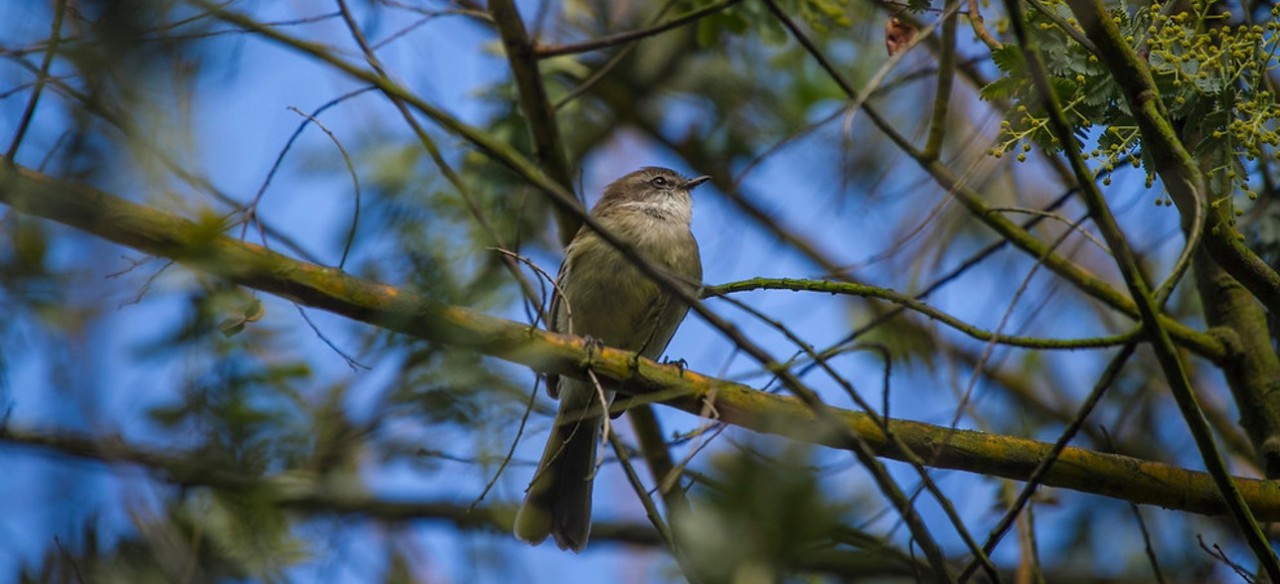 Ave que hace parte del inventario de flora y fauna de Enel Colombia.