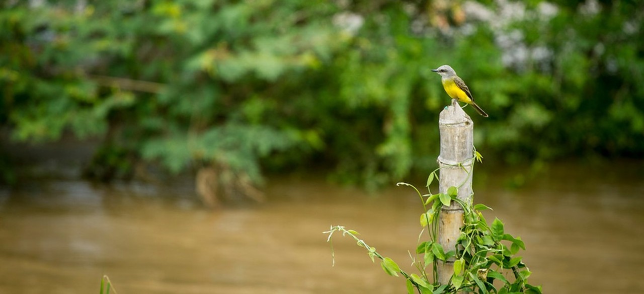 Avistamiento de aves en Colombia que hacen parte del inventario de flora y fauna de Enel.