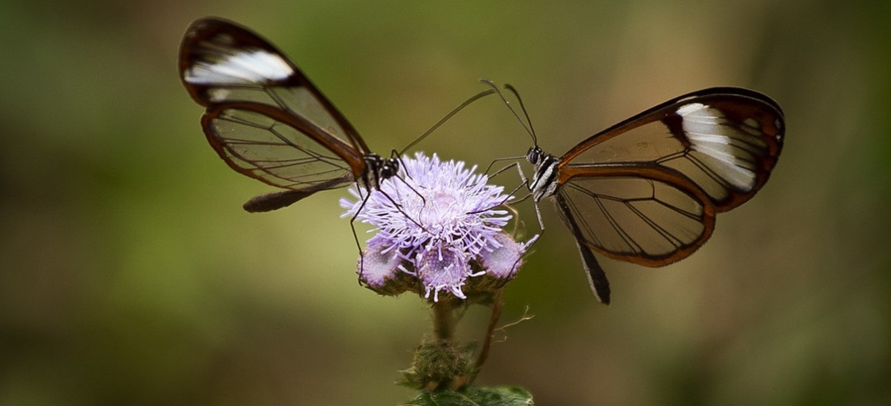 Mariposas que hacen parte del inventario de flora y fauna de Enel Colombia.