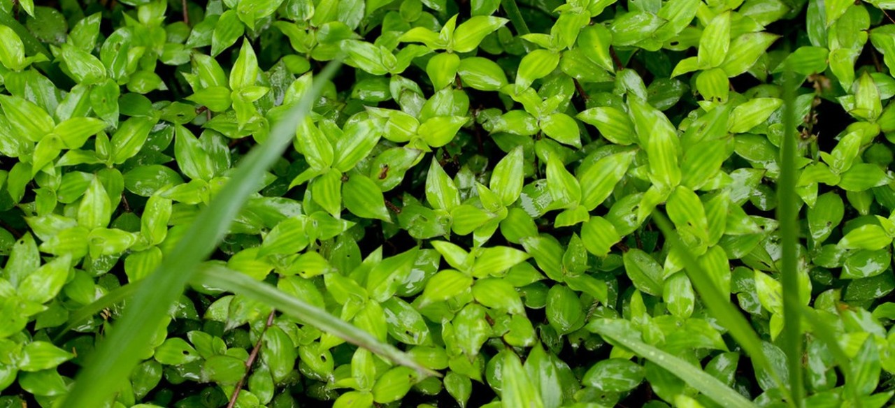 Plantas que hacen parte del inventario de flora y fauna de Enel Colombia.