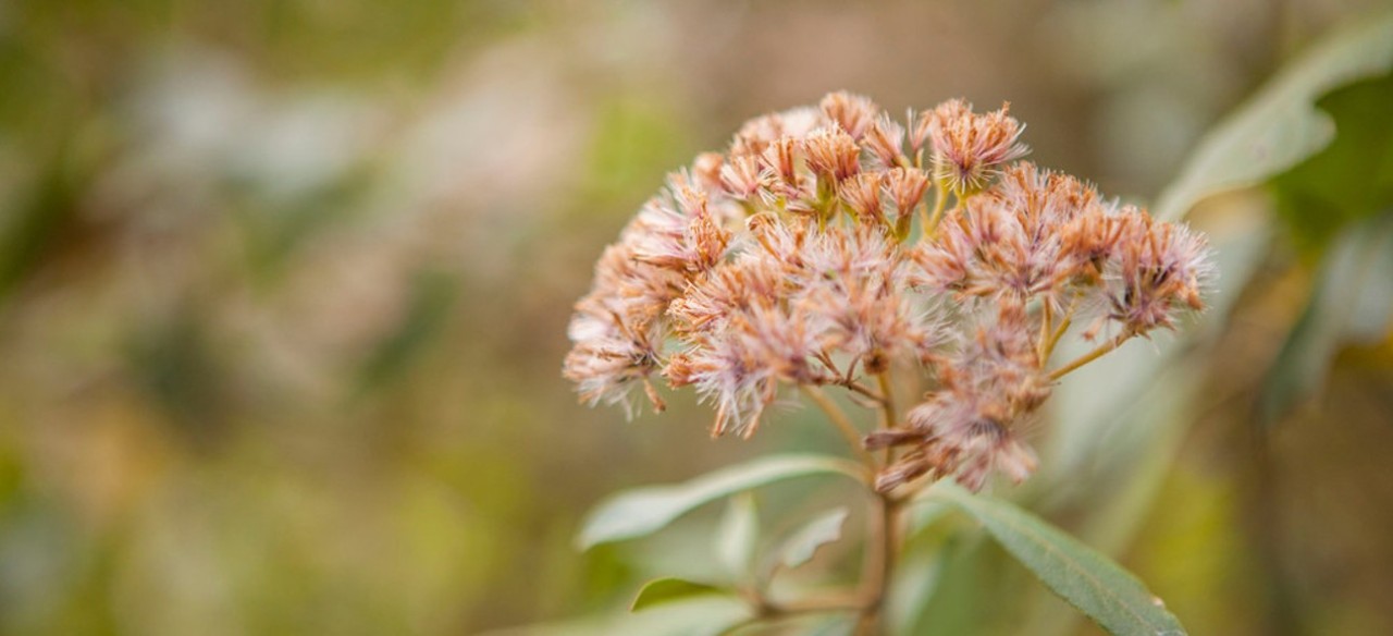 Planta eupatorium fortunei