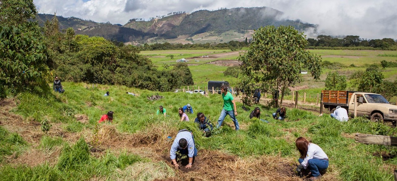 Siembras en el Bosque Renace, parte de las iniciativas de valor compartido de Enel Colombia.