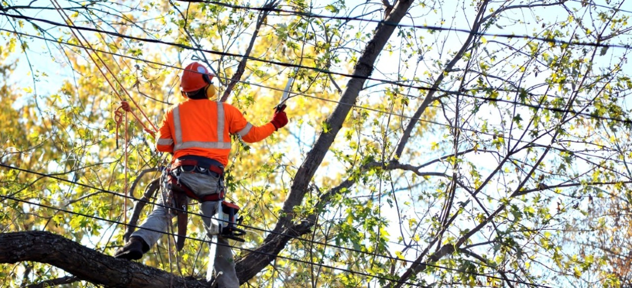 Técnico realiza poda de árboles cerca de redes eléctricas