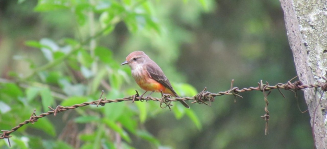 Ave de plumaje rosado posada sobre alambre de púas en zona rural cercana a una central de Enel