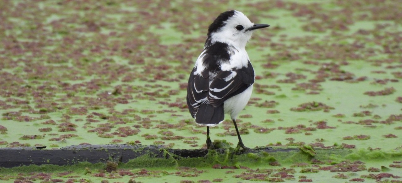 Ave acuática blanca y negra caminando sobre vegetación flotante en un embalse de Enel Colombia