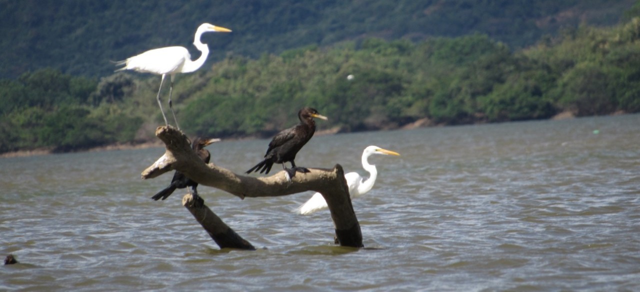 Garza blanca y cormoranes posados sobre troncos en el embalse de una central hidroeléctrica de Enel