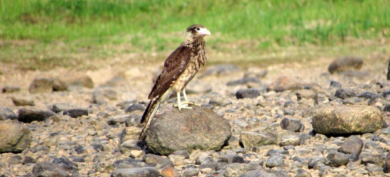Ave rapaz de patas amarillas sobre rocas en el área natural de una central hidroeléctrica de Enel