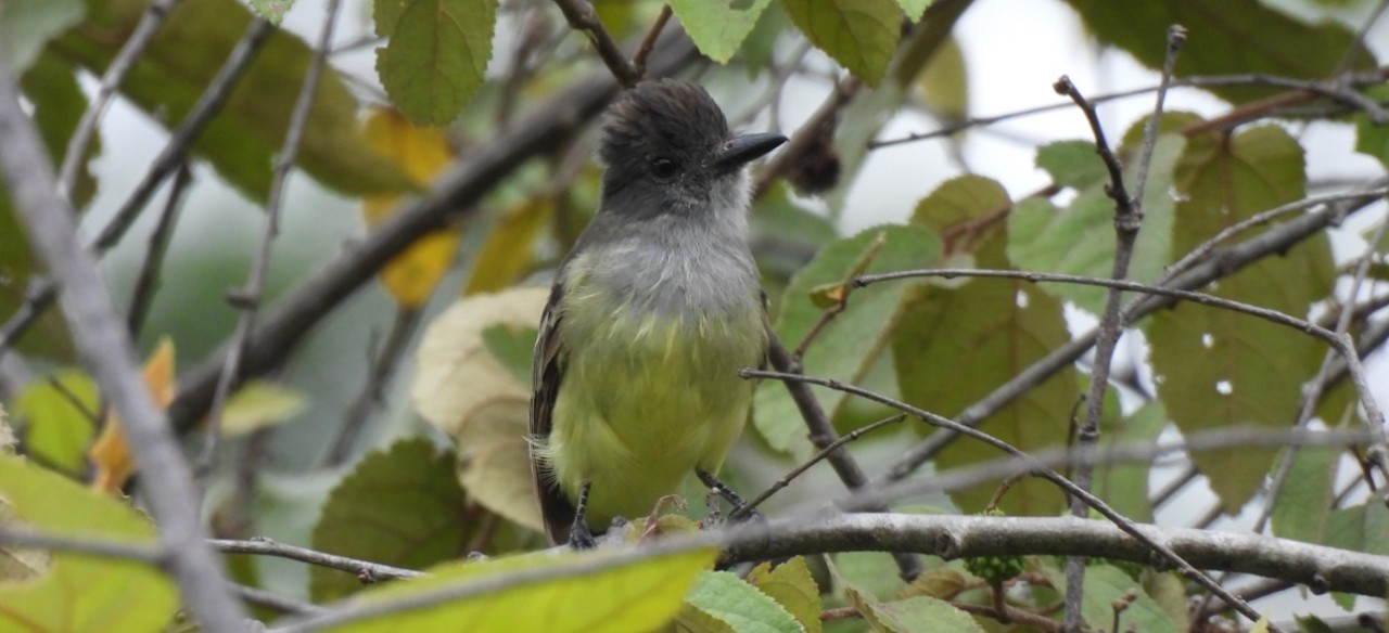 Ave silvestre posada entre ramas y hojas verdes en zona de conservación de Enel Colombia