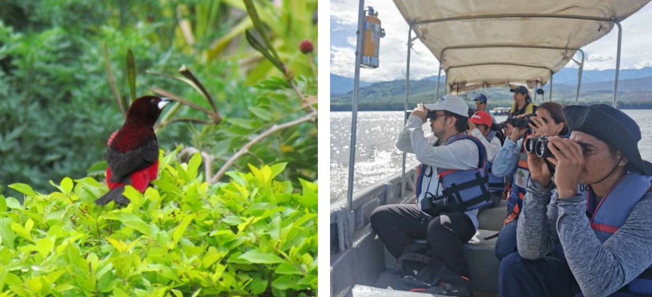 Voluntarios observando aves con binoculares desde una lancha durante el Global Big Day en Enel Colombia