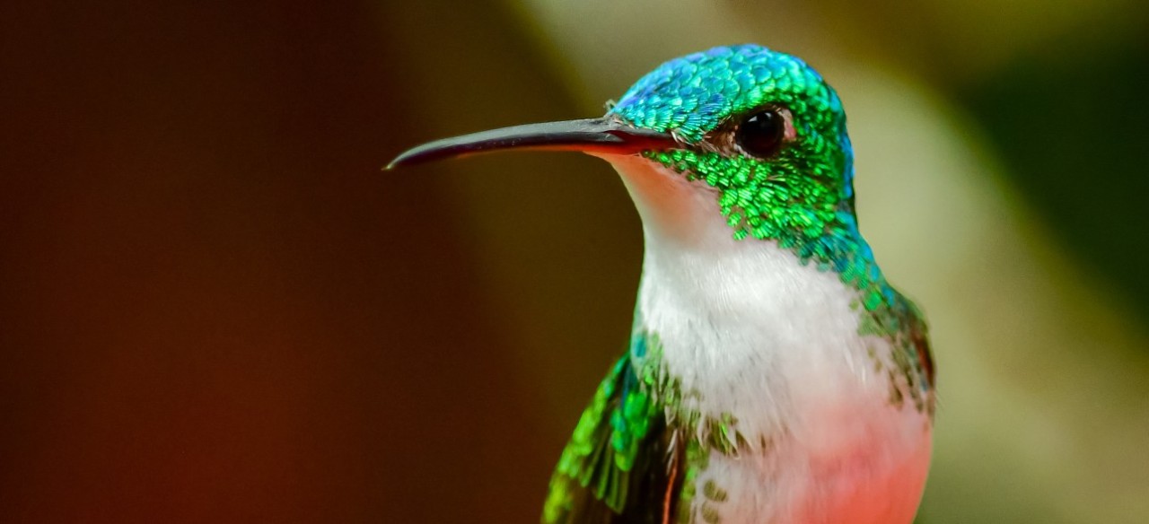 Colibrí esmeralda, parte de la biodiversidad en Colombia.