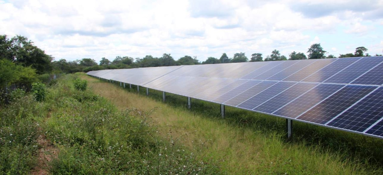 Crecimiento de cultivos bajo paneles solares, una muestra de agricultura sostenible.