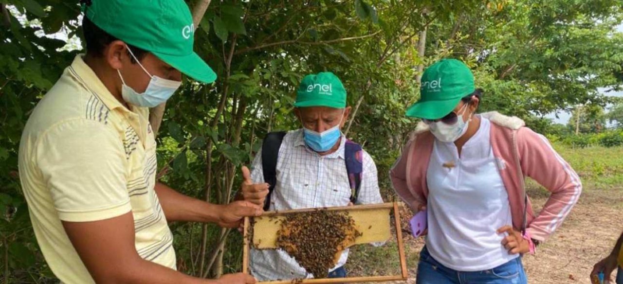 Apiario solar del parque La Loma de Enel Colombia.