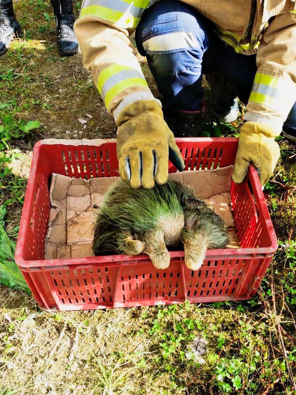 Bombero con guantes acomoda a un perezoso rescatado dentro de una canastilla plástica acolchada