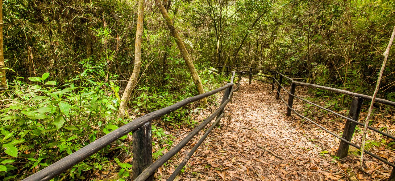 Sendero peatonal en zona boscosa