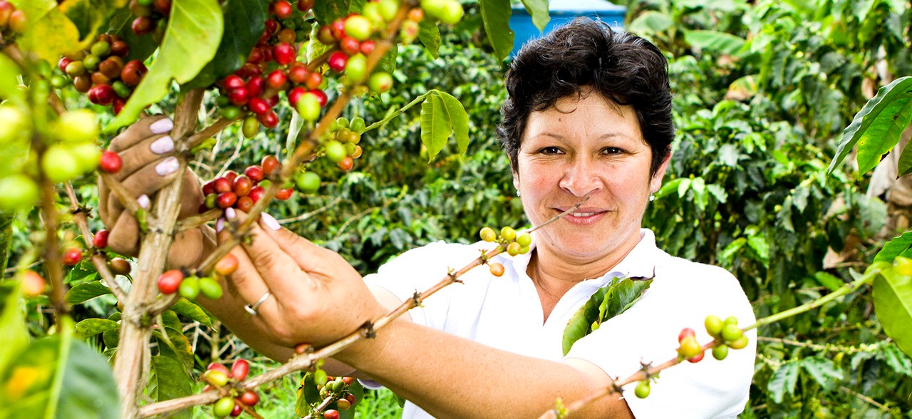 Mujer recolectando cafe