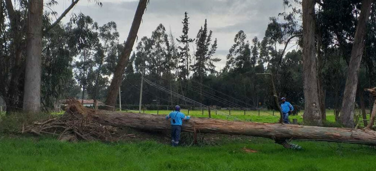 daños eléctricos  caida  arbol