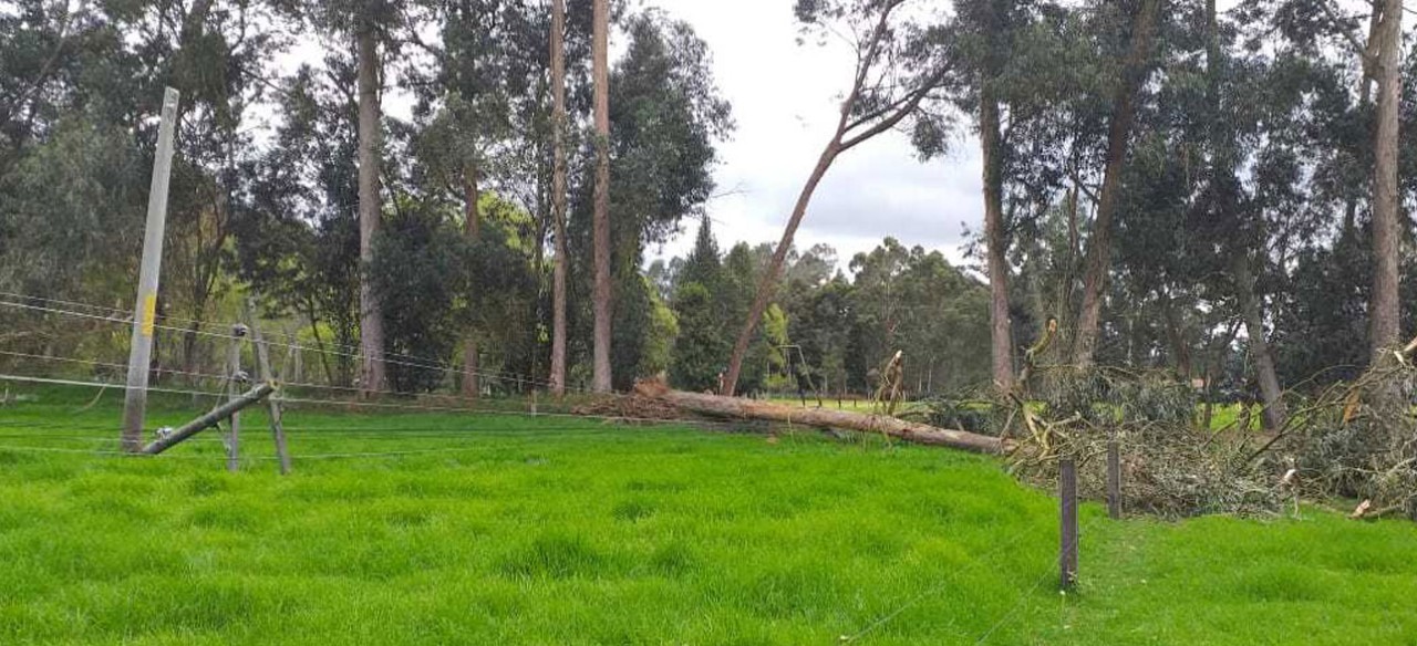 daños por arbol en la red eléctrica