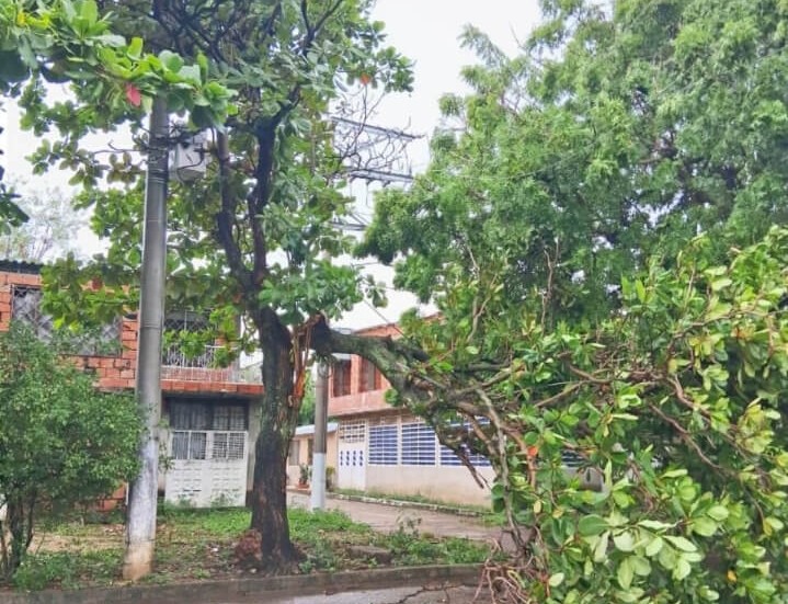Árbol caído por fuertes lluvias cerca de una red eléctrica en zona residencial de Bogotá durante la temporada invernal.