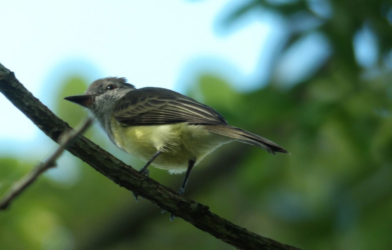 270 aves avistadas en los embalses de Enel Colombia durante el Global Big Day 2024 