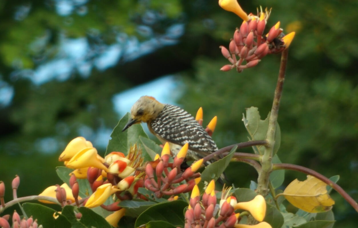 270 aves avistadas en los embalses de Enel Colombia durante el Global Big Day 2024 